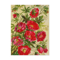 Beautiful Cherry Red Wild Roses Notecards Postcard
