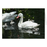 Beautiful Coscoroba Swan Family Card