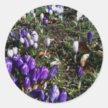 Beautiful Crocus Sticker