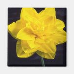 Beautiful Daffodil in bloom Refrigerator Magnets