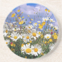 Beautiful Daisies coasters