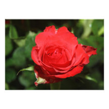 Beautiful Deep Red Rose Invitation