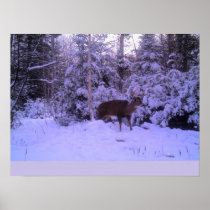 Beautiful Deer Poster