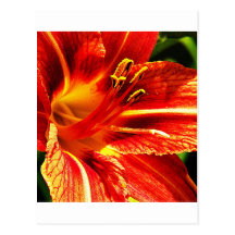 Beautiful Design Art Flowers Floral Flowers Colour Post Cards