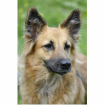 Beautiful Dog Photo Cutouts