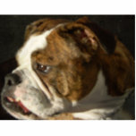 Beautiful dog! photo cutouts