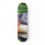 Beautiful Duck On Water Skate Board