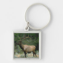 Beautiful Elk Key Chains