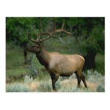 Beautiful Elk Post Card