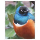 Beautiful Exotic Bird Perched