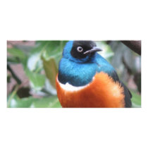 Beautiful Exotic Bird Perched