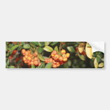 Beautiful Fall Foliage Berries Bumper Stickers