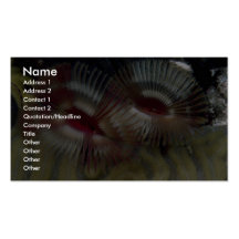 Beautiful Fan worms adorn a Caribbean coral reef Business Card Templates