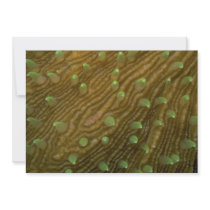 Beautiful Feeding polyps of a mushroom coral Custom Announcement