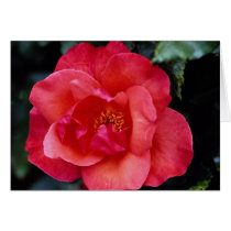Beautiful Floribunda Greeting Cards