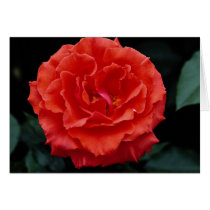Beautiful Floribunda Cards