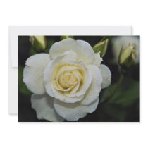 Beautiful Floribunda 'Iceberg' Personalized Announcements