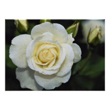 Beautiful Floribunda 'Iceberg' Personalized Announcements