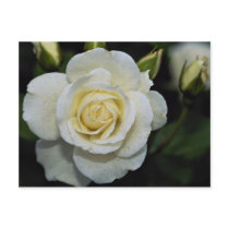 Beautiful Floribunda 'Iceberg' Postcard
