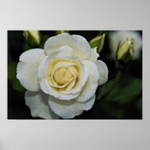 Beautiful Floribunda 'Iceberg' Print