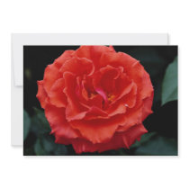 Beautiful Floribunda Custom Announcement