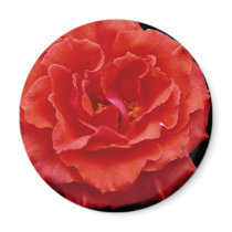 Beautiful Floribunda Refrigerator Magnets
