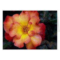 Beautiful Floribunda 'Orangeade' Cards
