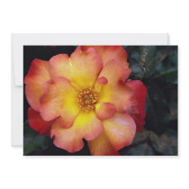 Beautiful Floribunda 'Orangeade' Announcements