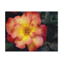 Beautiful Floribunda 'Orangeade' Post Card