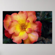 Beautiful Floribunda 'Orangeade' Posters