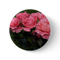 Beautiful Floribunda 'Pleasure' Pinback Buttons