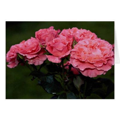 Beautiful Floribunda 'Pleasure' Card by inspirelove