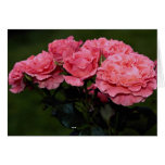 Beautiful Floribunda 'Pleasure' cards