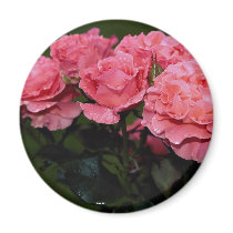 Beautiful Floribunda 'Pleasure' Fridge Magnets