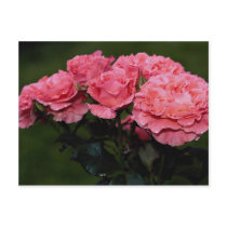 Beautiful Floribunda 'Pleasure' Post Card