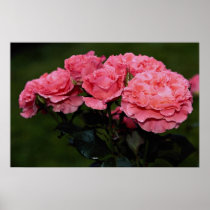 Beautiful Floribunda 'Pleasure' Print
