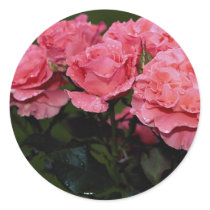 Beautiful Floribunda 'Pleasure' Stickers