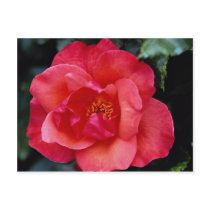 Beautiful Floribunda Postcard
