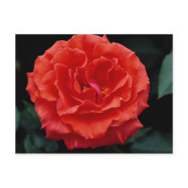 Beautiful Floribunda Postcard