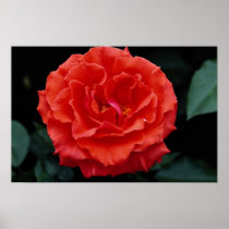Beautiful Floribunda Poster