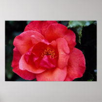 Beautiful Floribunda Posters