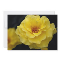 Beautiful Floribunda, yellow Invites
