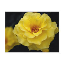 Beautiful Floribunda, yellow Post Card
