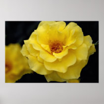 Beautiful Floribunda, yellow Posters
