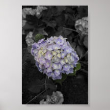 beautiful flower posters