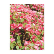 Beautiful flowers for Valentines day Postcards