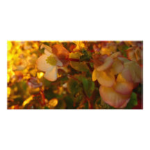 Beautiful Flowers In The Sun Picture Card