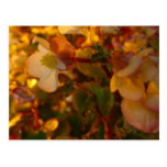 Beautiful Flowers In The Sun Post Card