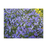 Beautiful Flowers - postcard