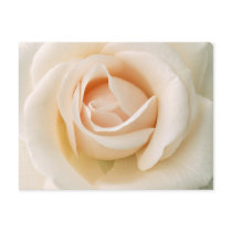 Beautiful Fresh Rose